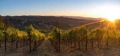 Napa