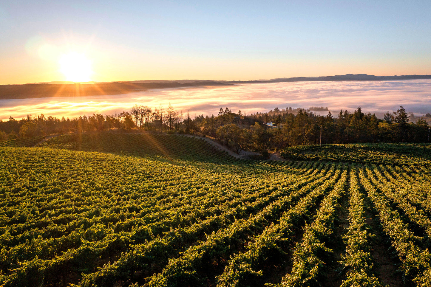 Napa
