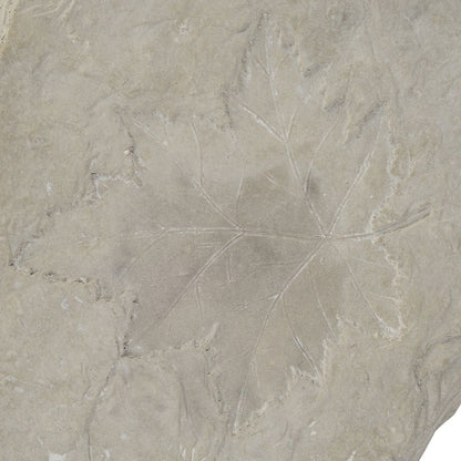 Concrete Fossil Accent Stone with Maple Leaf Imprint, White - View 3